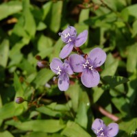 Murdannia spirata var. spirata (L.) G.Brückn.